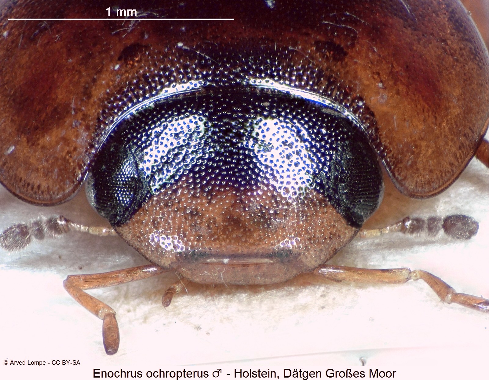 enochrus_ochropterus_m_ck3263_k.jpg