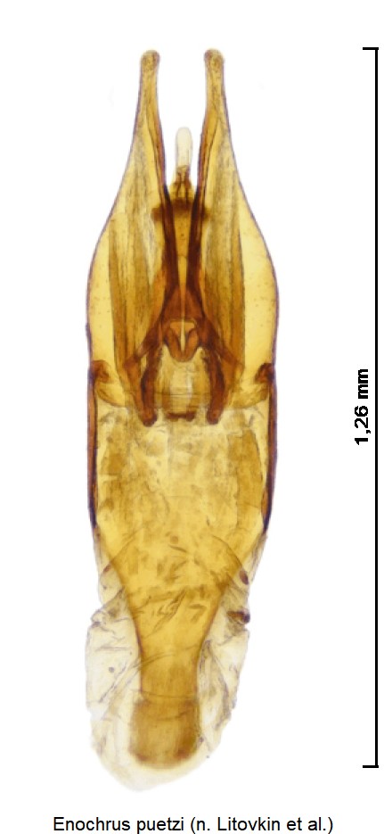 enochrus_puetzi.jpg