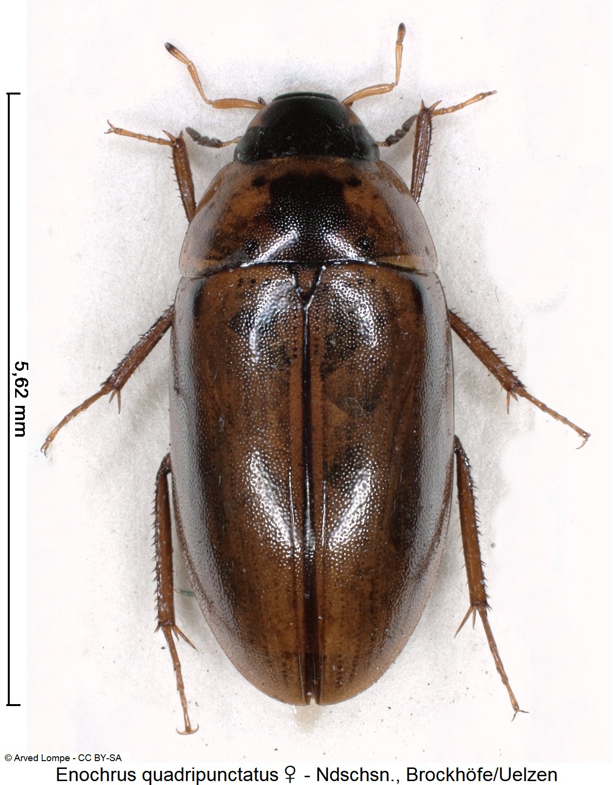 enochrus_quadripunctatus_w_ck3266_hab.jpg