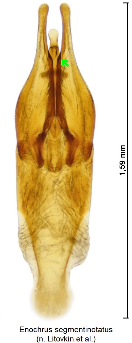 enochrus_segmentinotatus.jpg