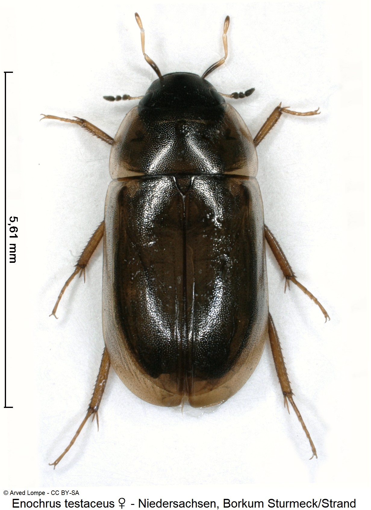 enochrus_testaceus_w_ck33154812_hab.jpg