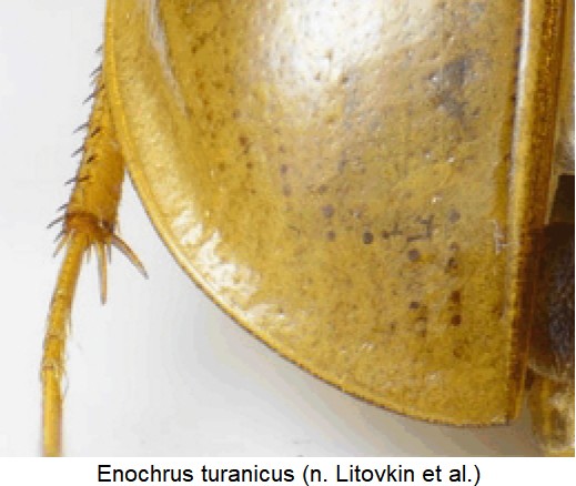 enochrus_turanicus_srd.jpg