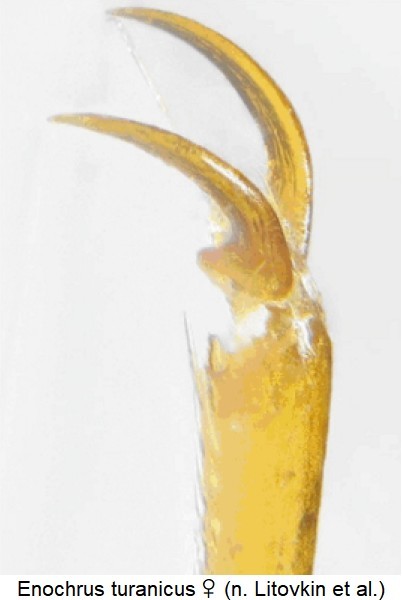 enochrus_turanicus_w_vkl.jpg