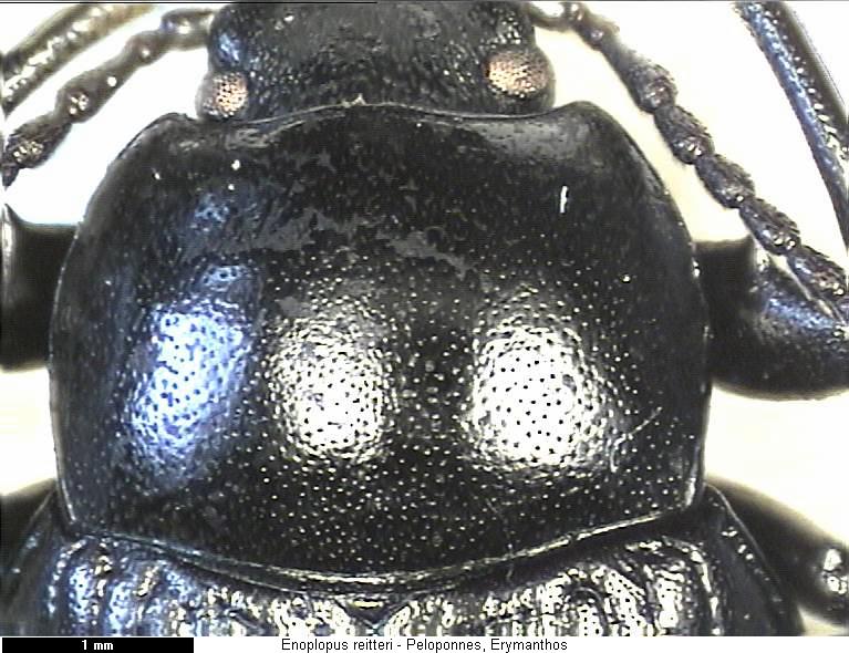 enoplopus_reitteri_vk.jpg