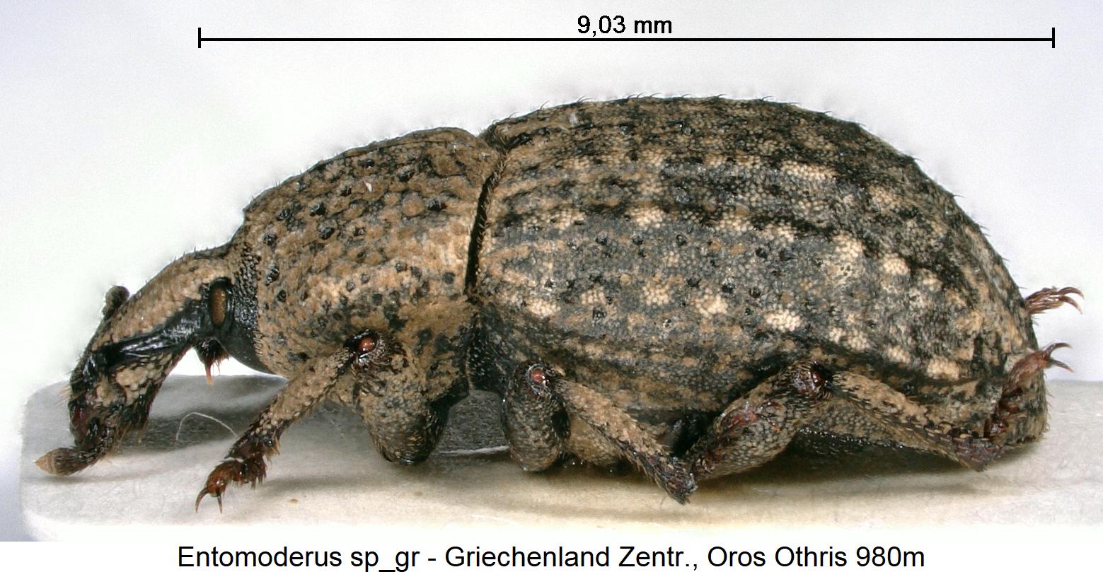 entomoderus_sp_gr_sa.jpg