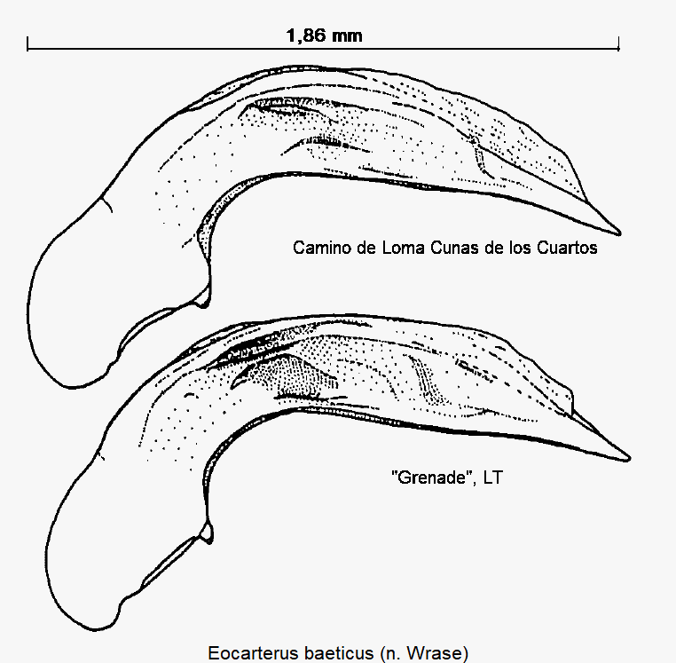 eocarterus_baeticus.gif