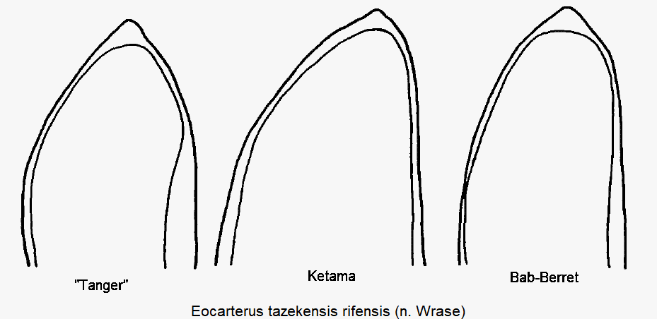 eocarterus_rifensis_penisspitze.gif