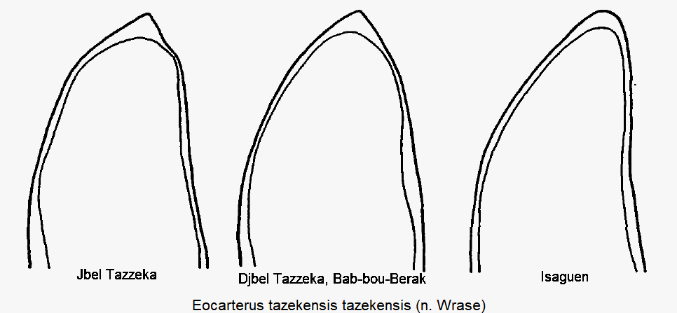 eocarterus_tazekensis_penisspitze.gif