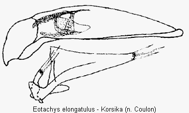 eotachys_elongatulus.gif