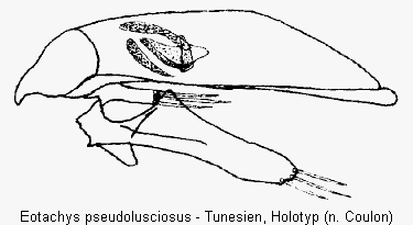 eotachys_pseudolusciosus.gif