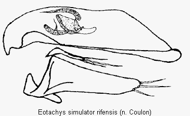 eotachys_rifensis.gif