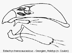 eotachys_transcaucasicus.gif