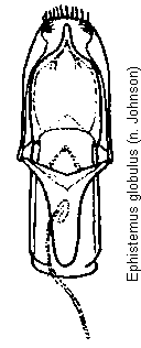 ephistemus_globulus.gif