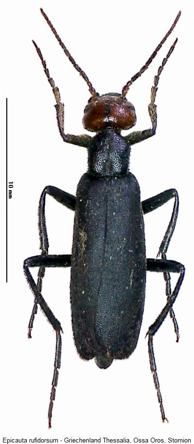 epicauta_rufidorsum_hab.jpg