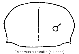 episernus_sulcicollis_hsch.gif