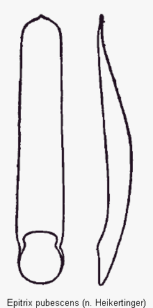 epitrix_pubescens.gif