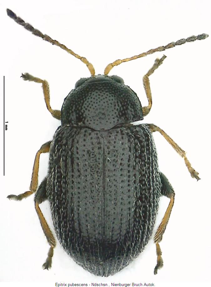 epitrix_pubescens_hab2.jpg