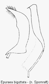 epuraea_biguttata.gif