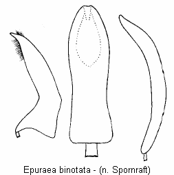epuraea_binotata.gif
