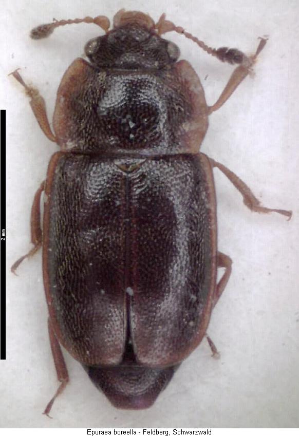 epuraea_boreella_hab.jpg
