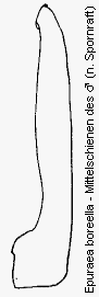 epuraea_boreella_mschn.gif