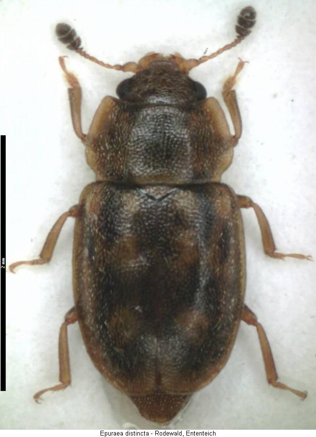 epuraea_distincta_hab.jpg