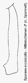 epuraea_excisicollis_mschn.gif