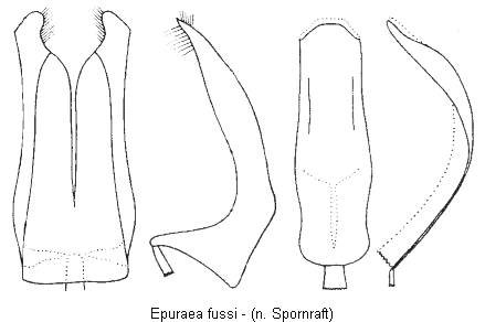 epuraea_fussi.gif