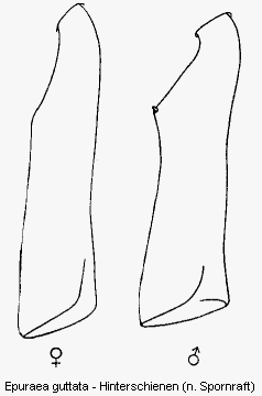 epuraea_guttata_hschn.gif