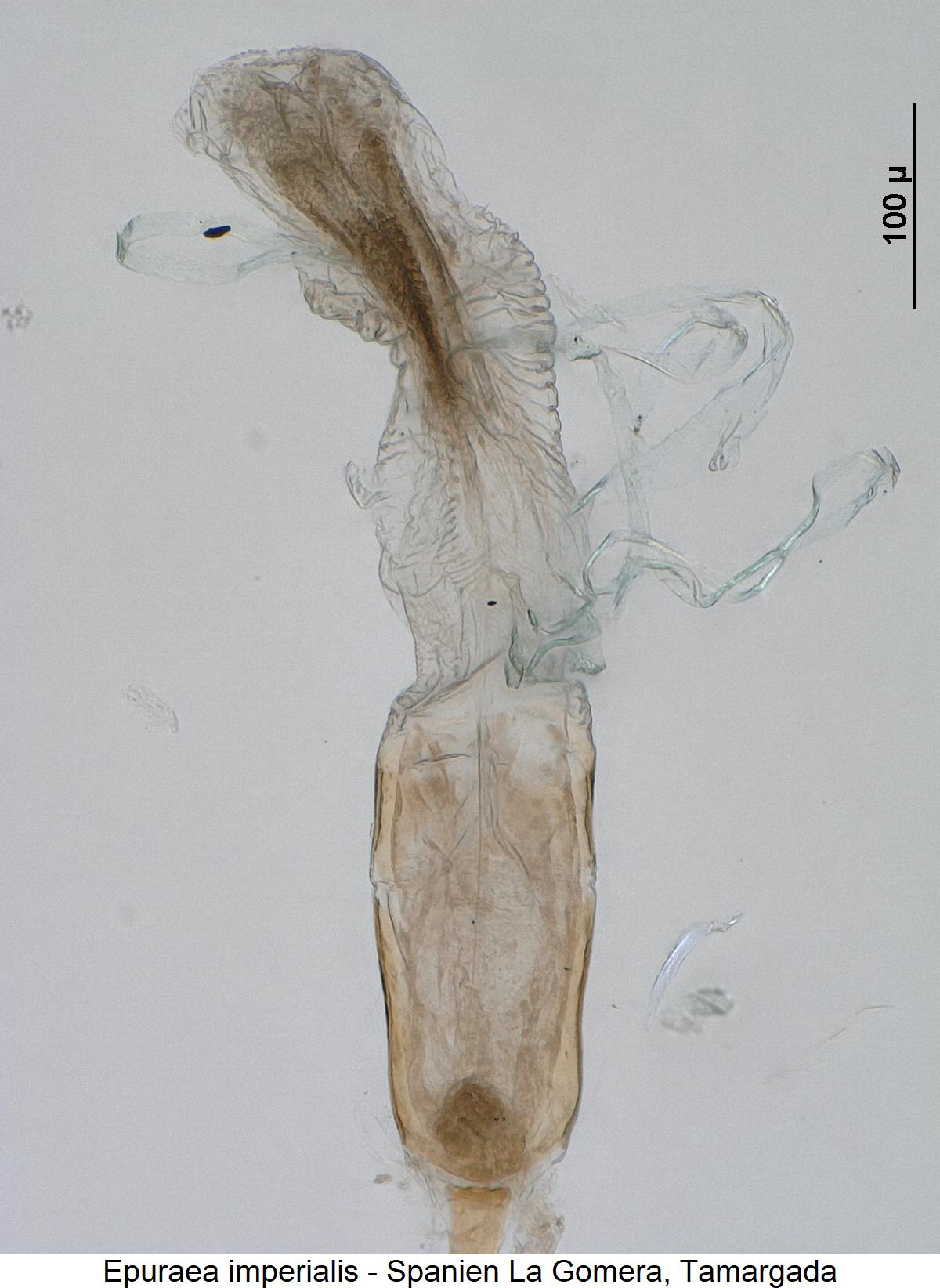 epuraea_imperialis3.jpg