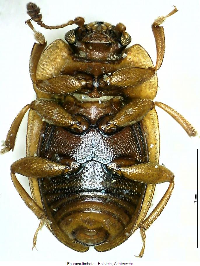 epuraea_limbata_us.jpg