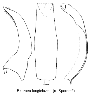 epuraea_longiclavis.gif