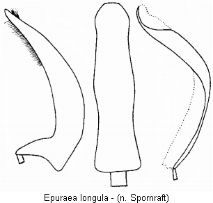 epuraea_longula.gif
