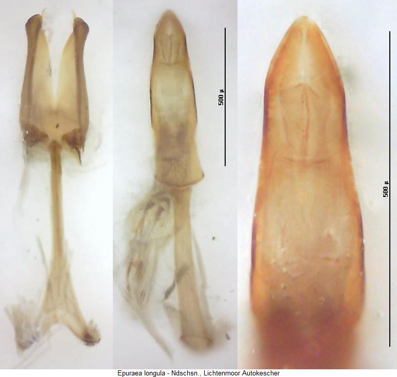 epuraea_longula2.jpg