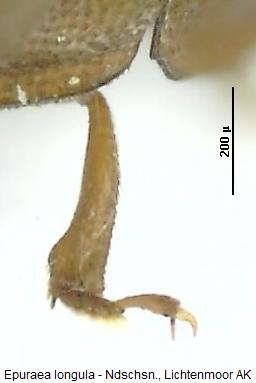 epuraea_longula_mschn.jpg
