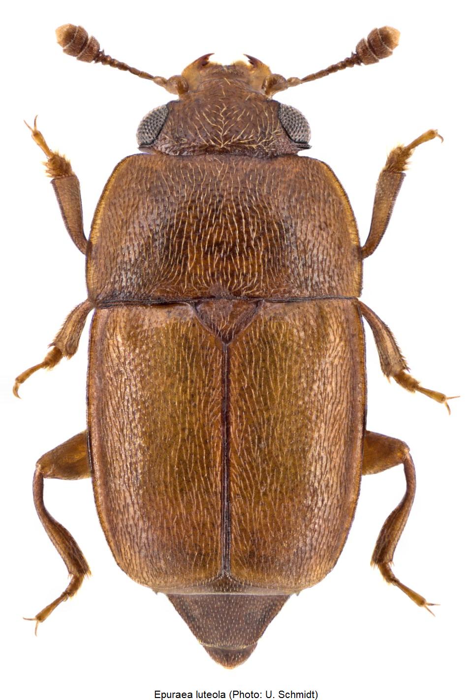 epuraea_luteola_hab.jpg