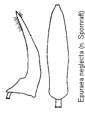 epuraea_neglecta.gif