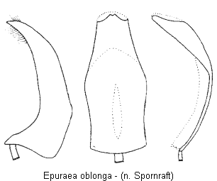 epuraea_oblonga.gif