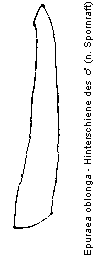 epuraea_oblonga_hschn.gif