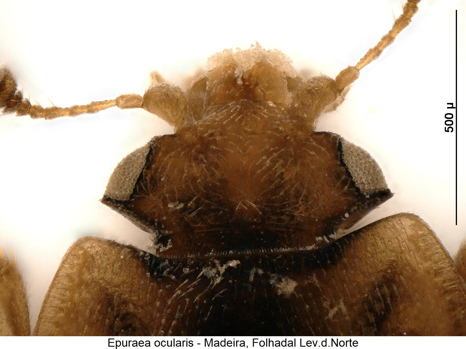 epuraea_ocularis_k.jpg