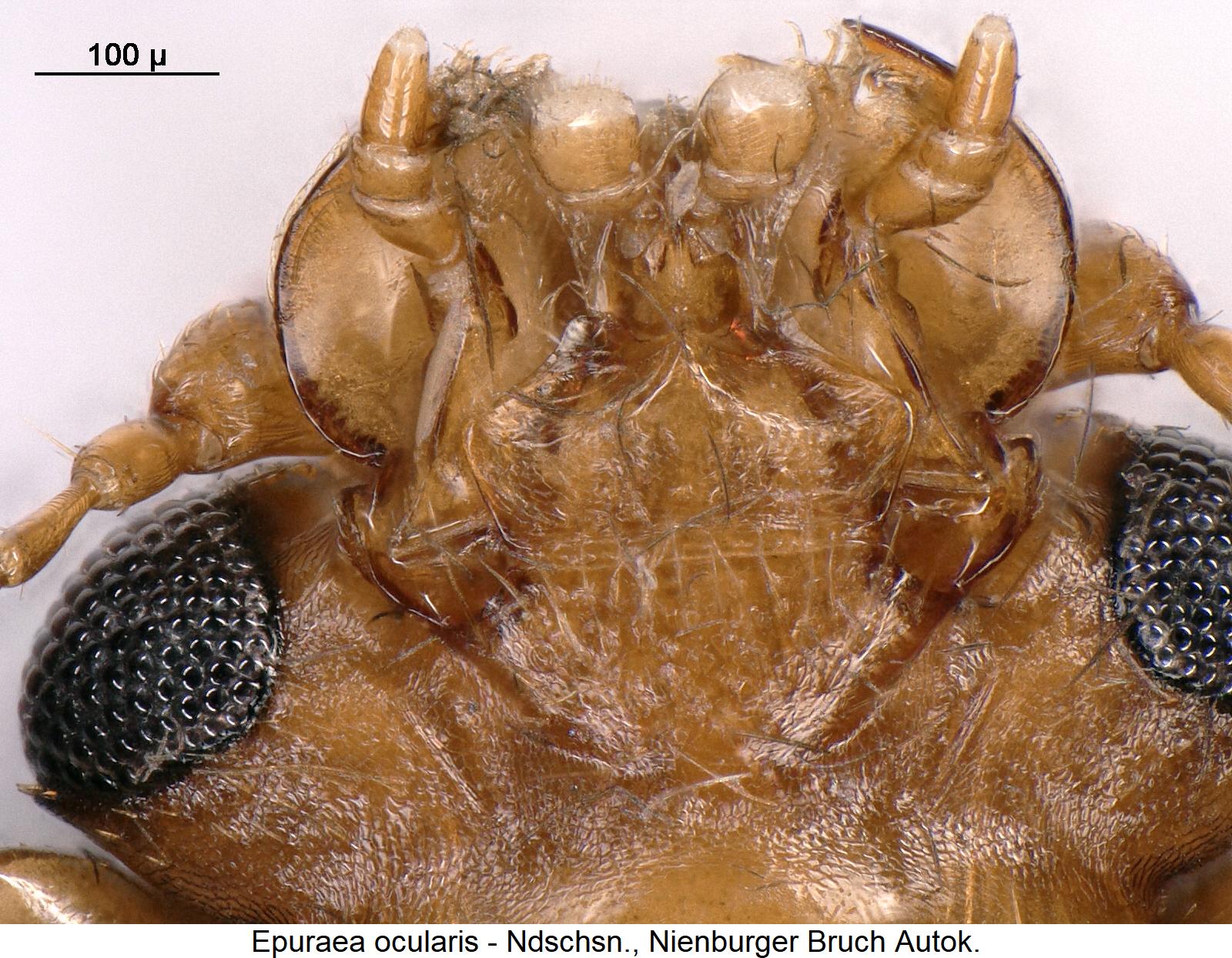 epuraea_ocularis_ts.jpg