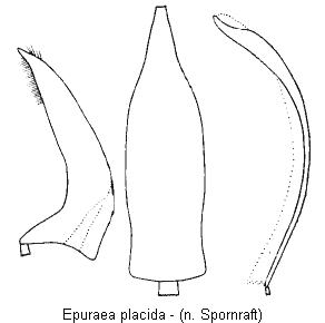 epuraea_placida.gif