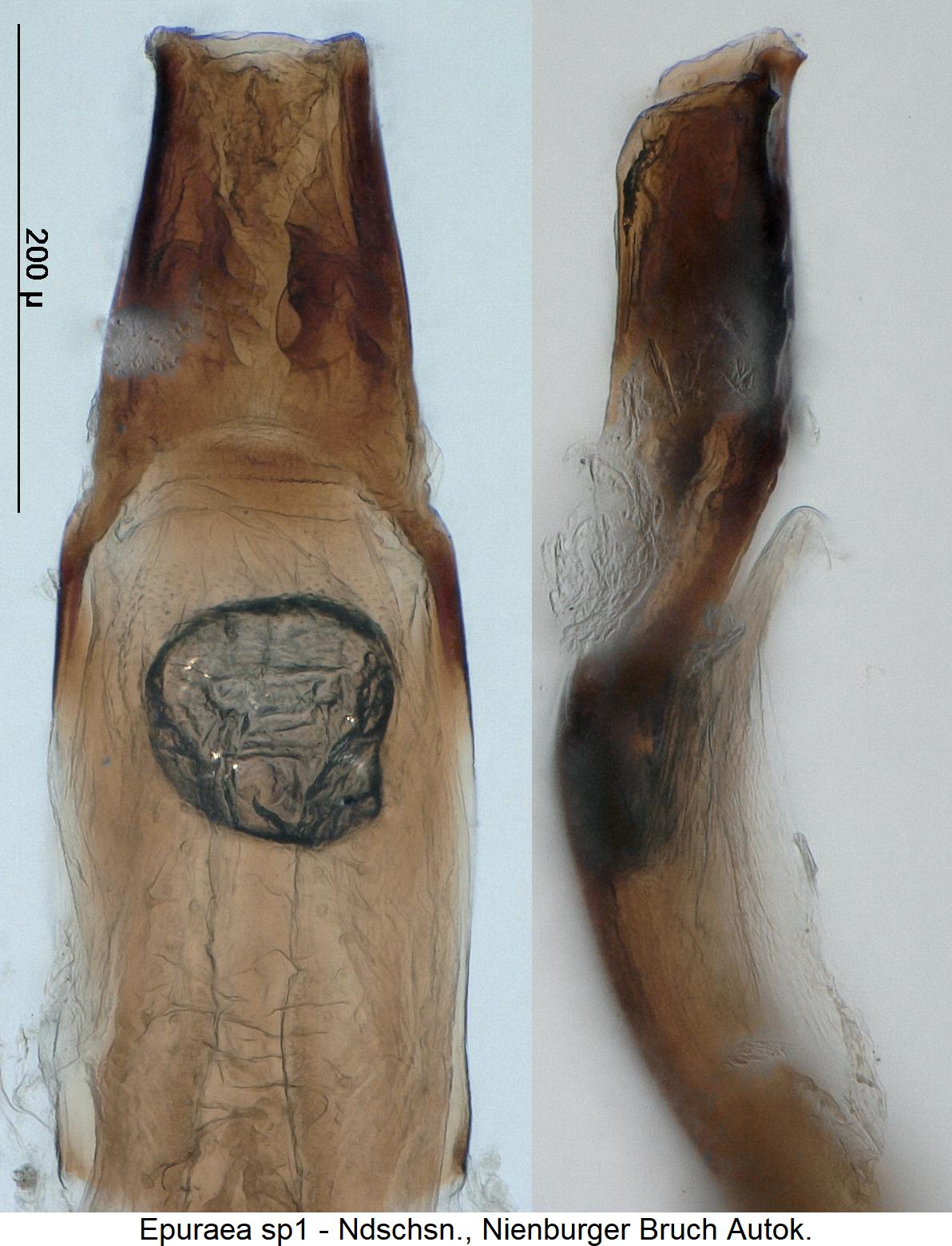 epuraea_sp1_aed.jpg