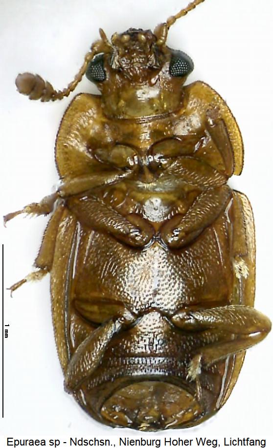 epuraea_sp_us.jpg