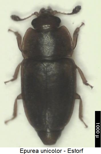 epuraea_unicolor_hab.jpg