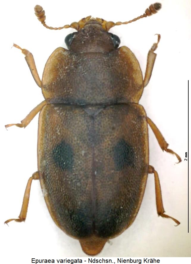 epuraea_variegata_hab.jpg