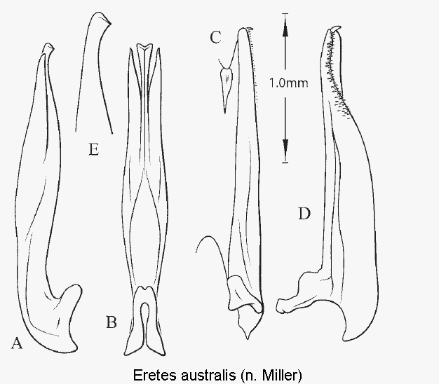 eretes_australis.gif