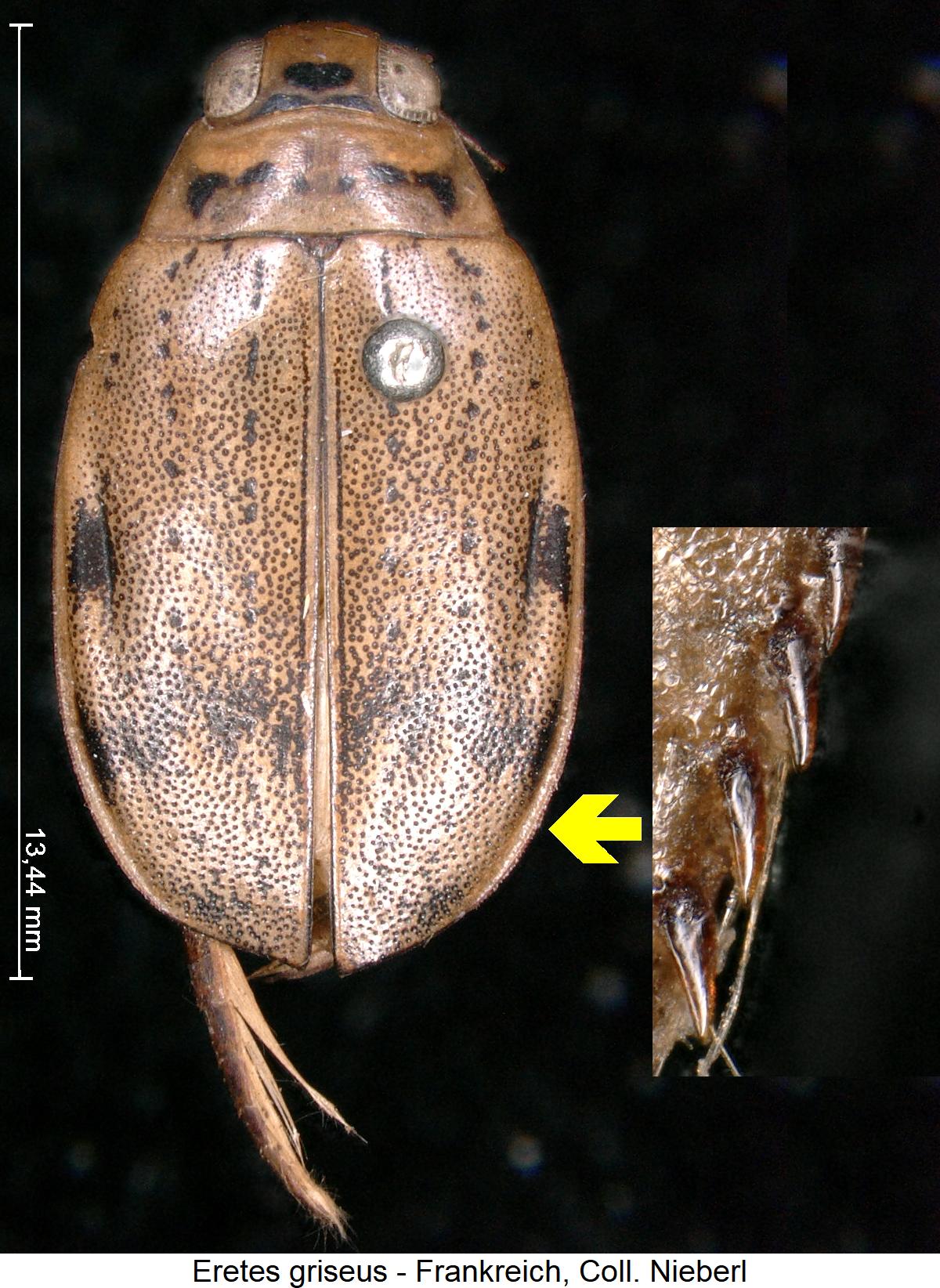 eretes_griseus_hab1.jpg
