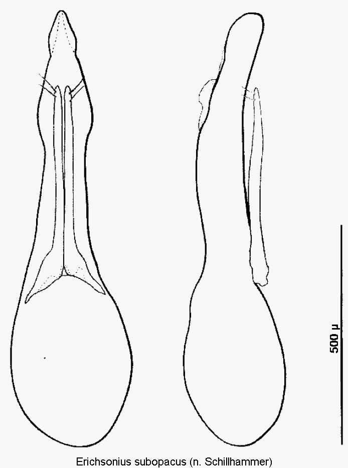 erichsonius_subopacus.gif