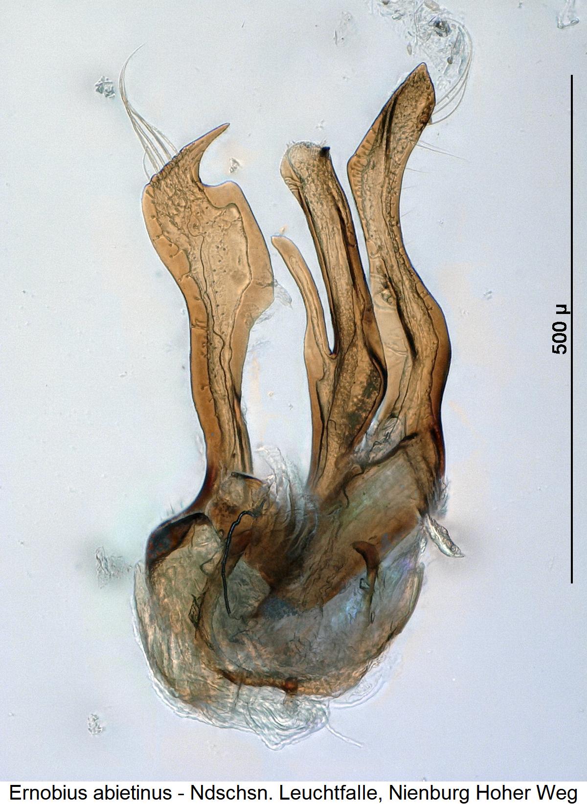 ernobius_abietinus1.jpg